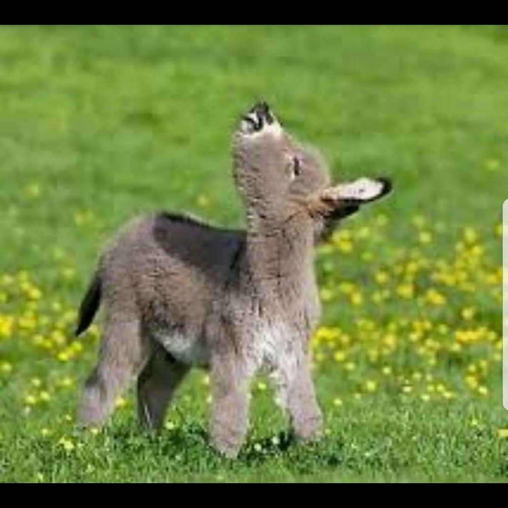 Meet your Posher, Antionette